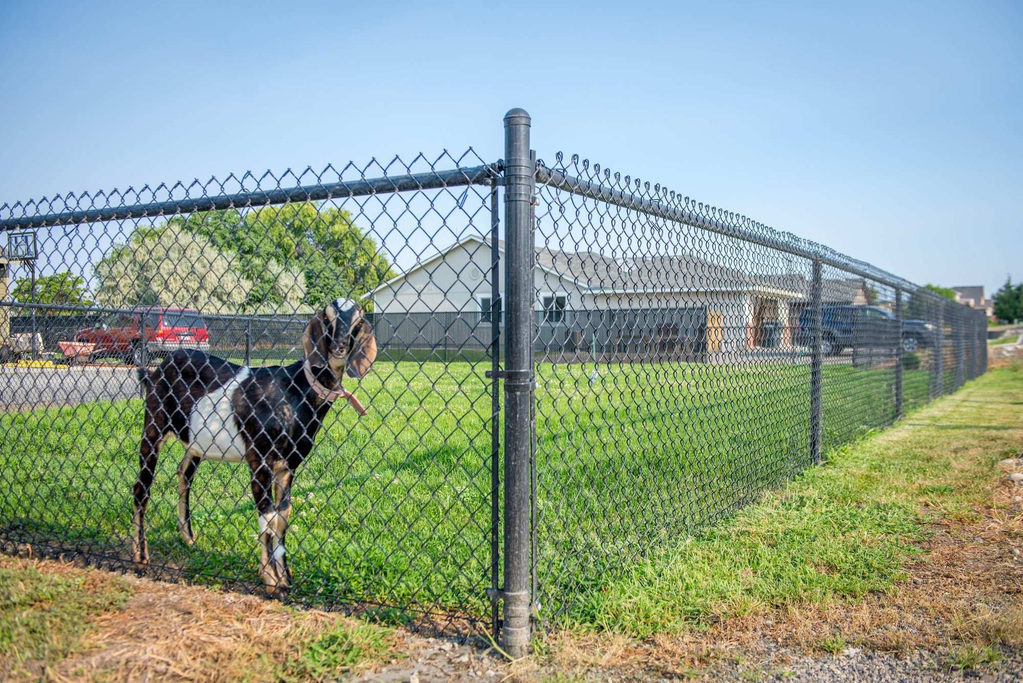 1048-Chain-Link-Fencing